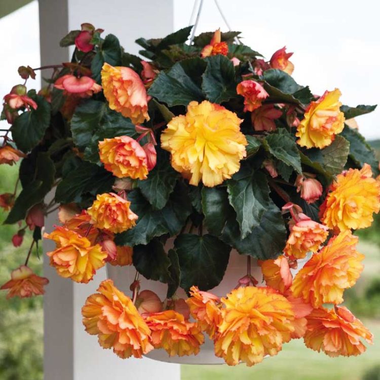 Seminte de flori Begonia Tuberhybrida Illumination F1 Golden Picotee
