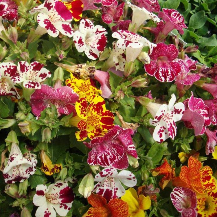 Seminte de flori Mimulus Magic F1 Blotch Mix