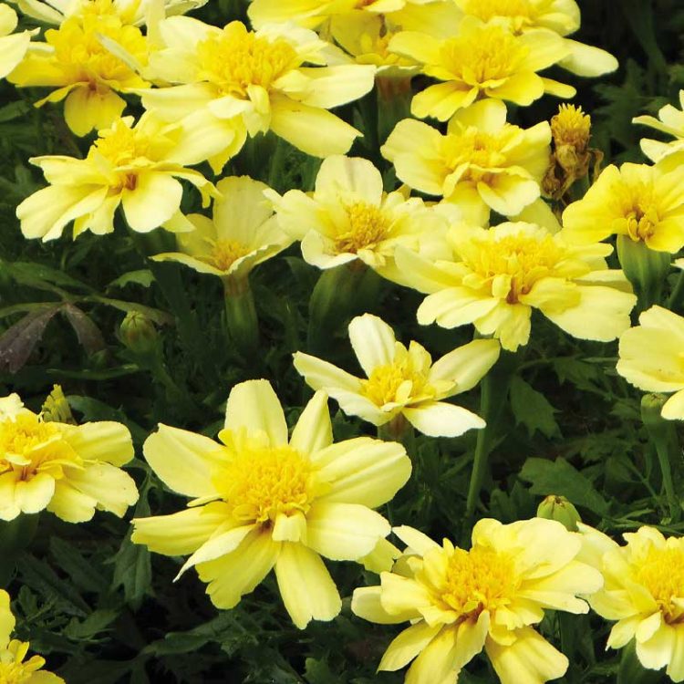 Seminte de flori Tagetes Patula Alumia Vanilla Cream