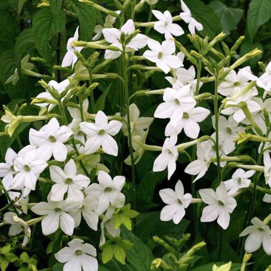 Seminte de flori Nicotiana Affinis Alata White