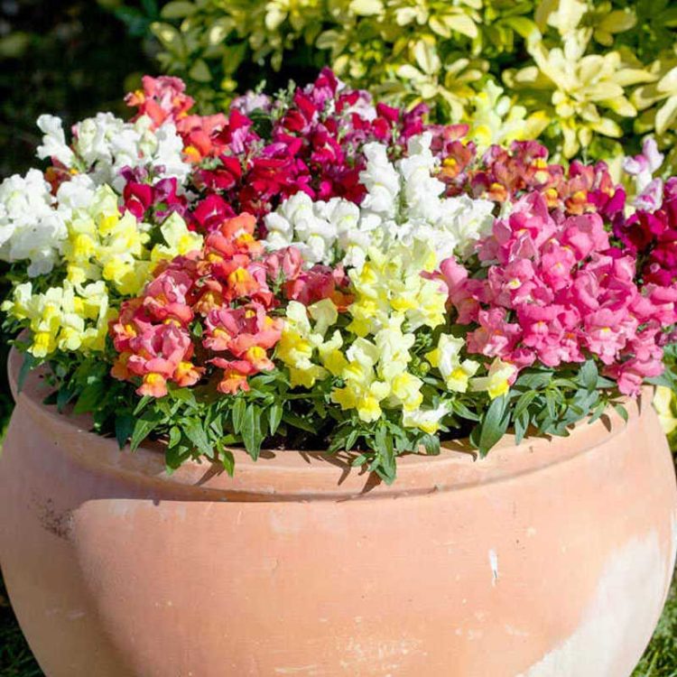 Seminte de flori Antirrhinum Majus Pumilum Magic Carpet Mixed