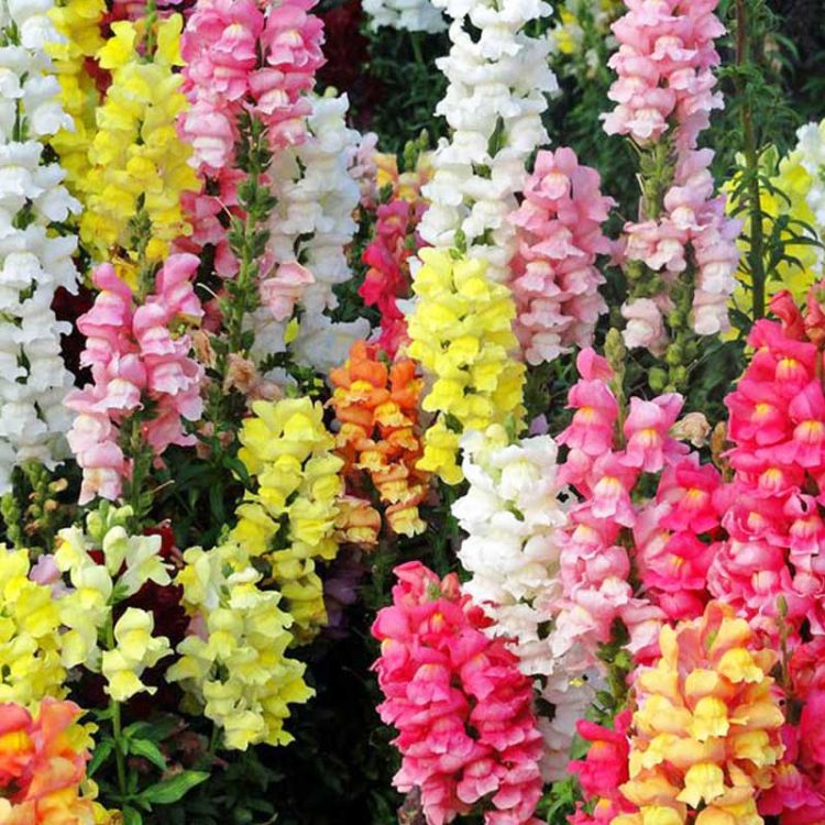 Seminte de flori Antirrhinum Majus Pumilum Magic Carpet Mixed