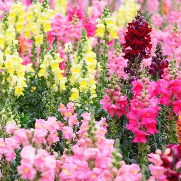 Seminte de flori Antirrhinum Majus Pumilum Magic Carpet Mixed