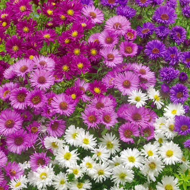 Seminte de flori Aster Novi-Belgii Mixed Michaelmas Daisy