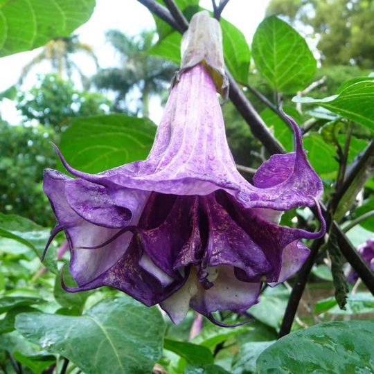 Seminte de flori Brugmansia Arborea Double Purple