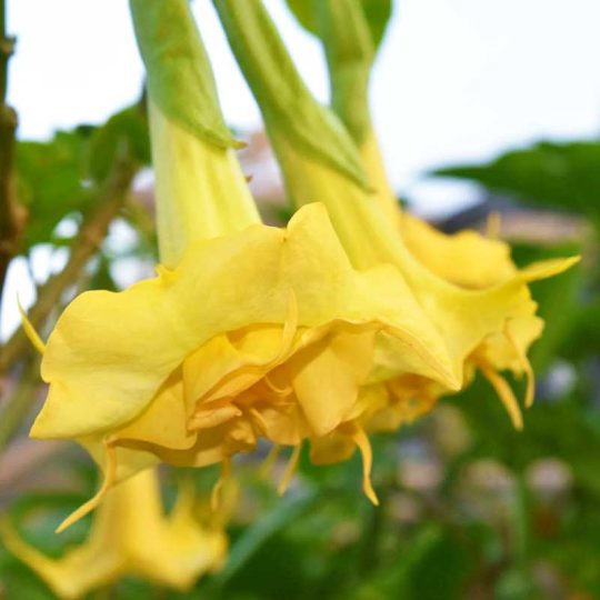Seminte de flori Brugmansia Arborea Double Yellow