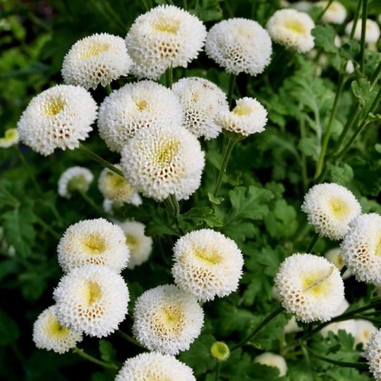 Seminte de flori Chrysanthemum Parthenium Snowball