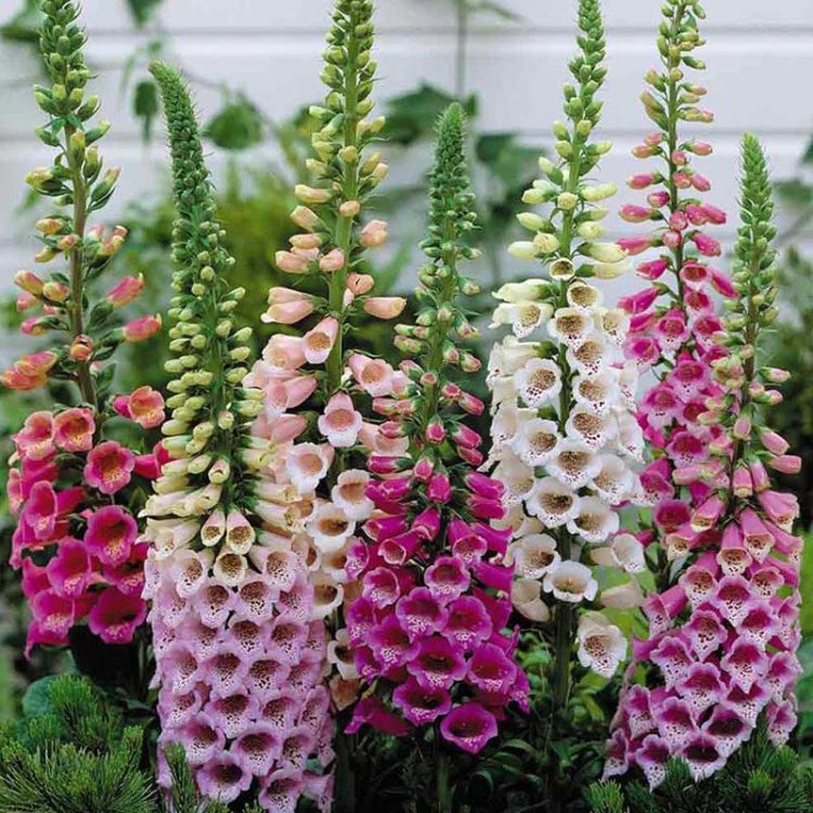 Seminte de flori Foxglove Digitalis Purpurea Excelsior Mixed
