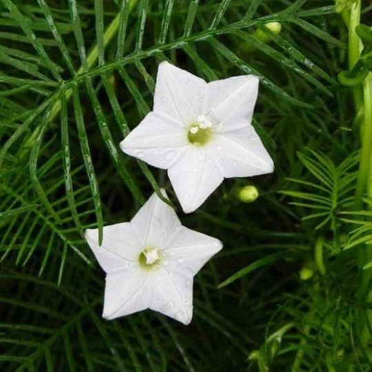 Seminte de flori Ipomoea Quamoclit Pennata White