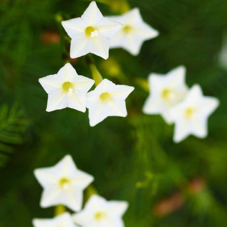 Seminte de flori Ipomoea Quamoclit Pennata White