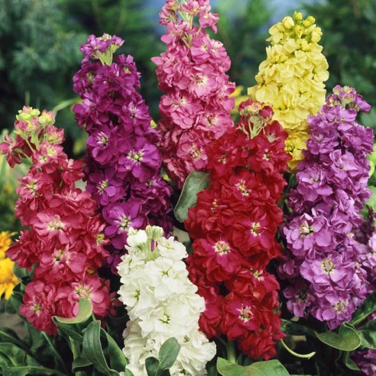 Seminte de flori Matthiola Incana Dwarf Ten Week Mixed
