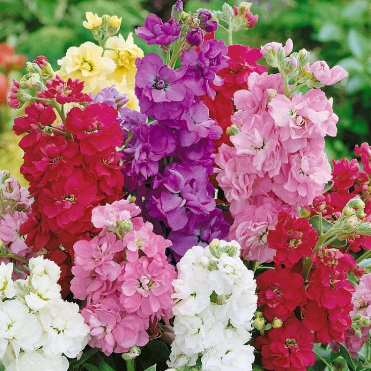 Seminte de flori Matthiola Incana Dwarf Ten Week Mixed