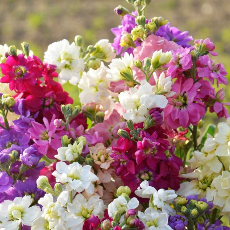 Seminte de flori Matthiola Incana Dwarf Ten Week Mixed