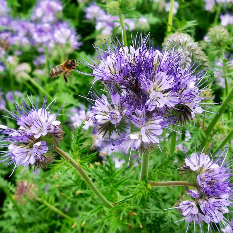Seminte de flori Phacelia Tanacetifolia Lavender Blue