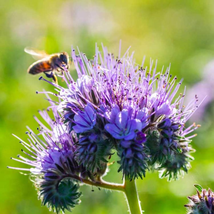 Seminte de flori Phacelia Tanacetifolia Lavender Blue