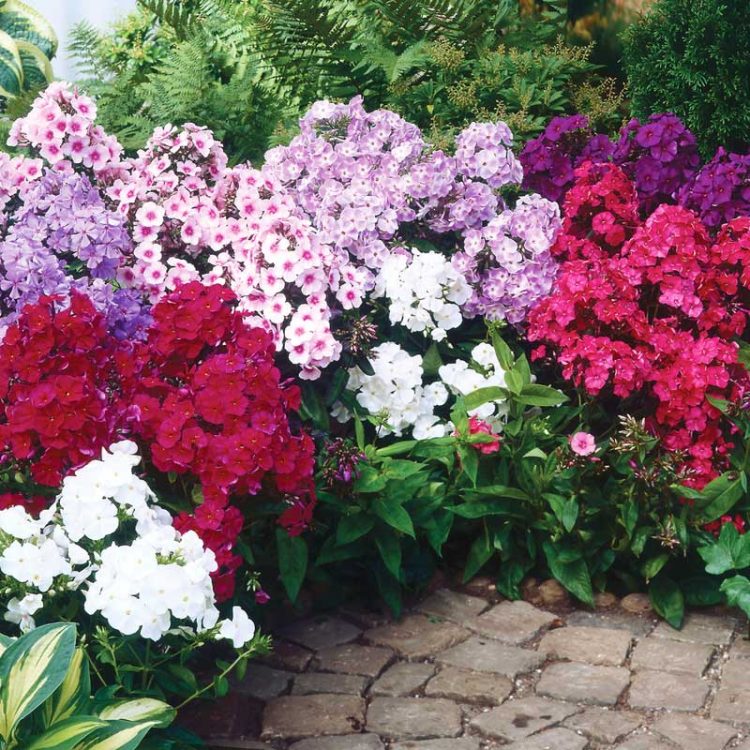 Seminte de flori Phlox Paniculata Decussata Mixed