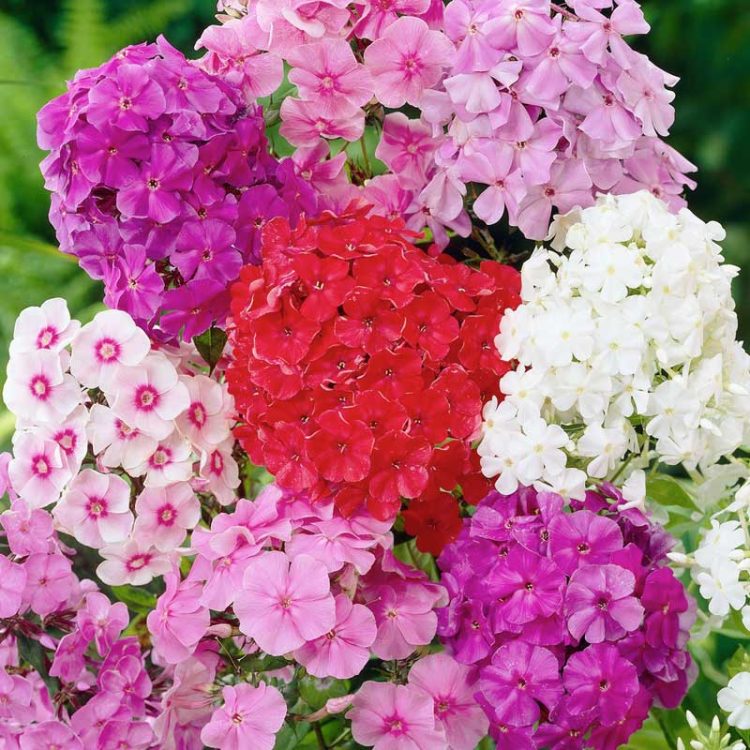 Seminte de flori Phlox Paniculata Decussata Mixed