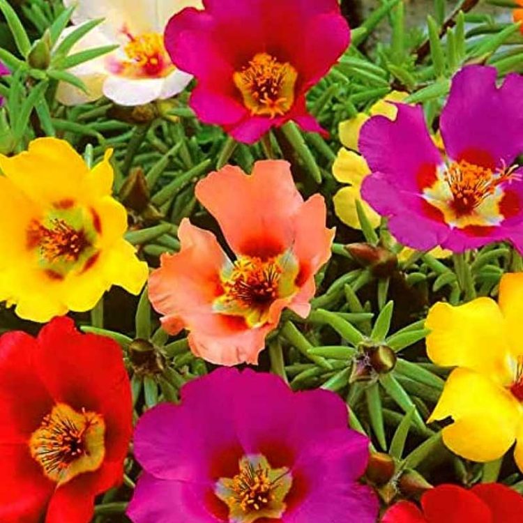 Seminte de flori Portulaca Grandiflora Single Flowered Mixed