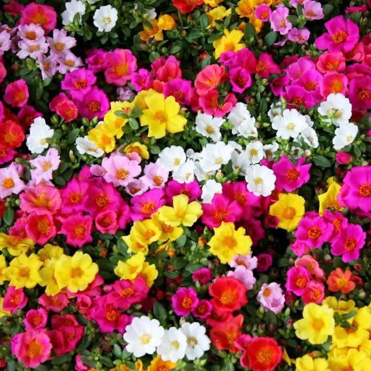 Seminte de flori Portulaca Grandiflora Single Flowered Mixed