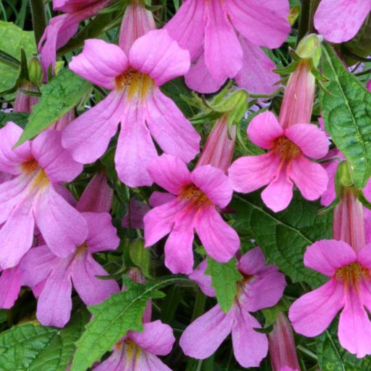 Seminte de flori Rehmannia Angulata Rosy Purple