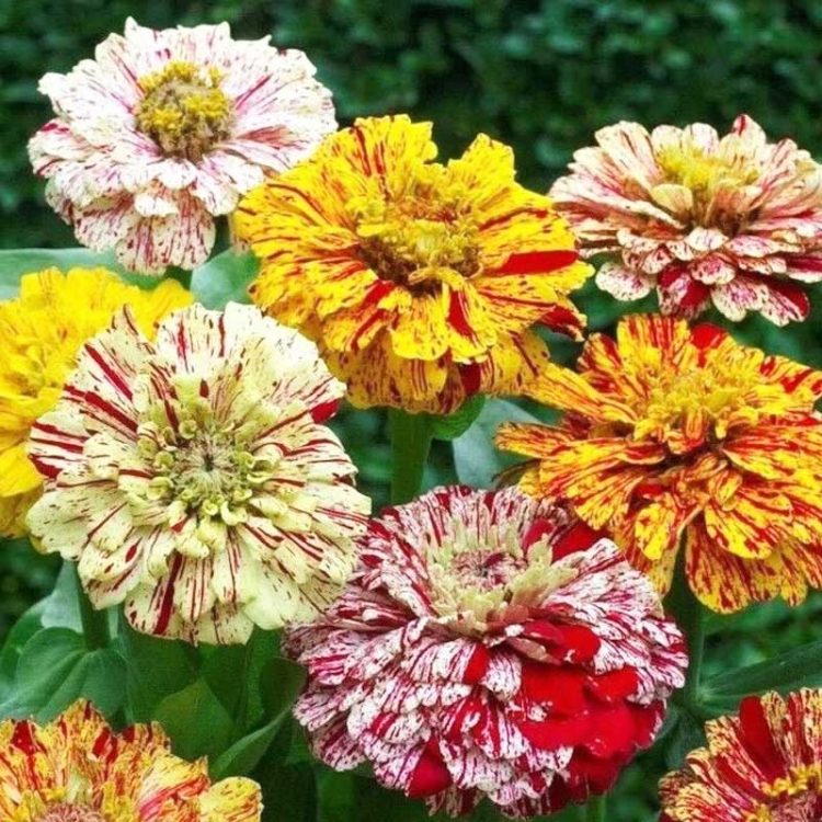 Seminte de flori Zinnia Elegans Peppermint Stick