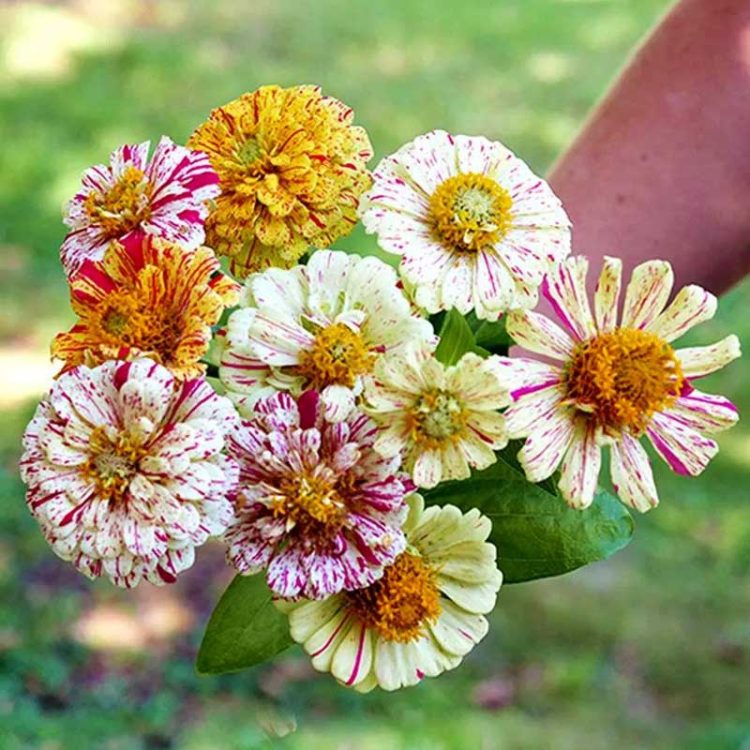 Seminte de flori Zinnia Elegans Peppermint Stick