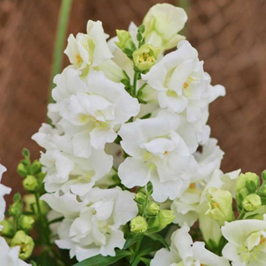 Seminte de flori Antirrhinum Twinny F1 Double White