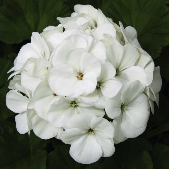 Seminte de flori Pelargonium Hortorum Maverick F1 White