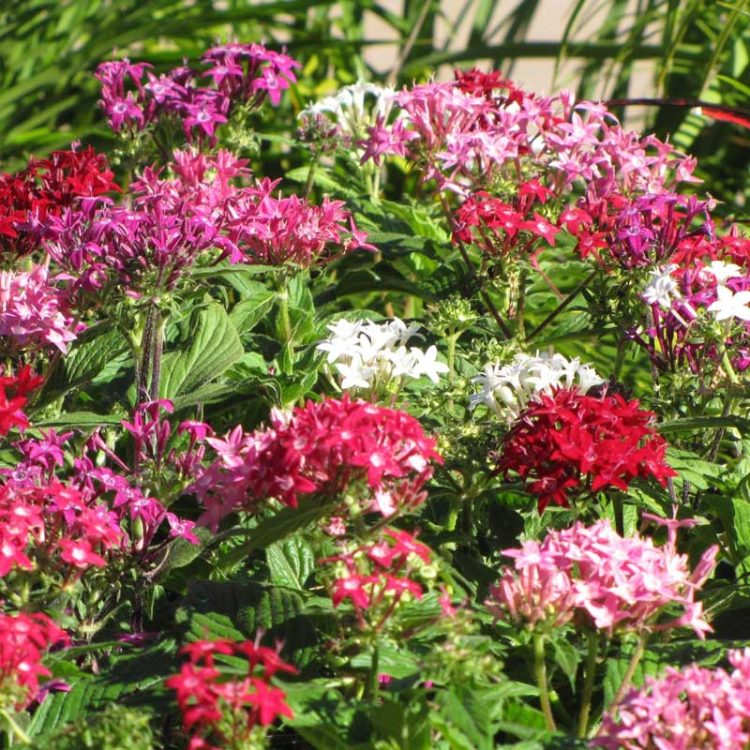 Seminte de flori Pentas Lanceolata Graffiti F1 Mix