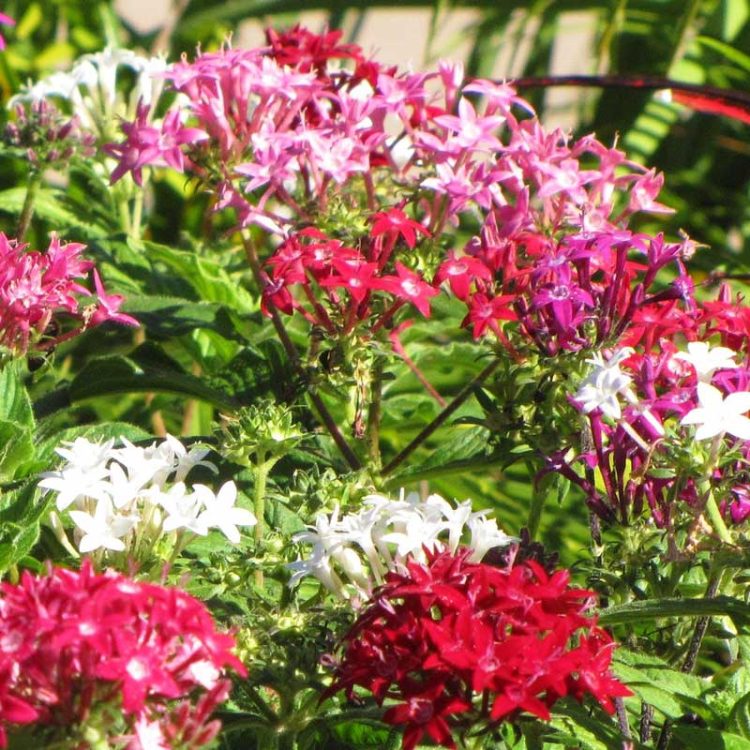 Seminte de flori Pentas Lanceolata Graffiti F1 Mix