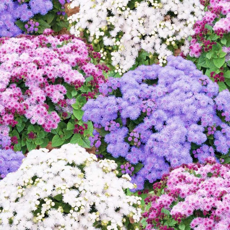 Seminte de flori Ageratum Mexicanum Dwarf Ball Mixed