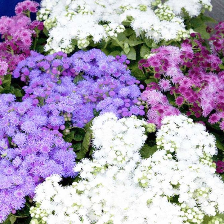 Seminte de flori Ageratum Mexicanum Dwarf Ball Mixed