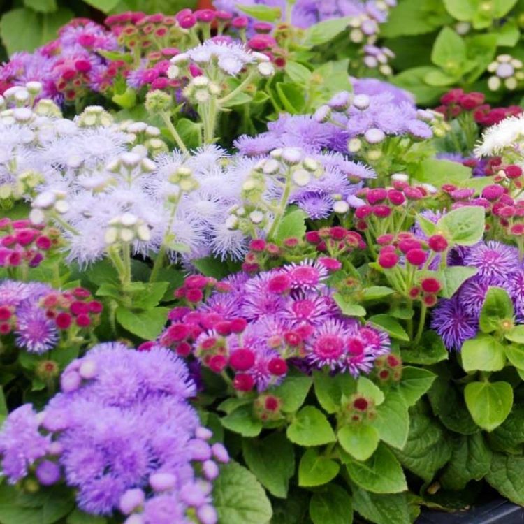 Seminte de flori Ageratum Mexicanum Dwarf Ball Mixed