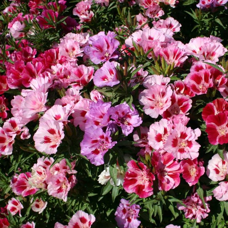 Seminte de flori Godetia Grandiflora Tall Double Mixed