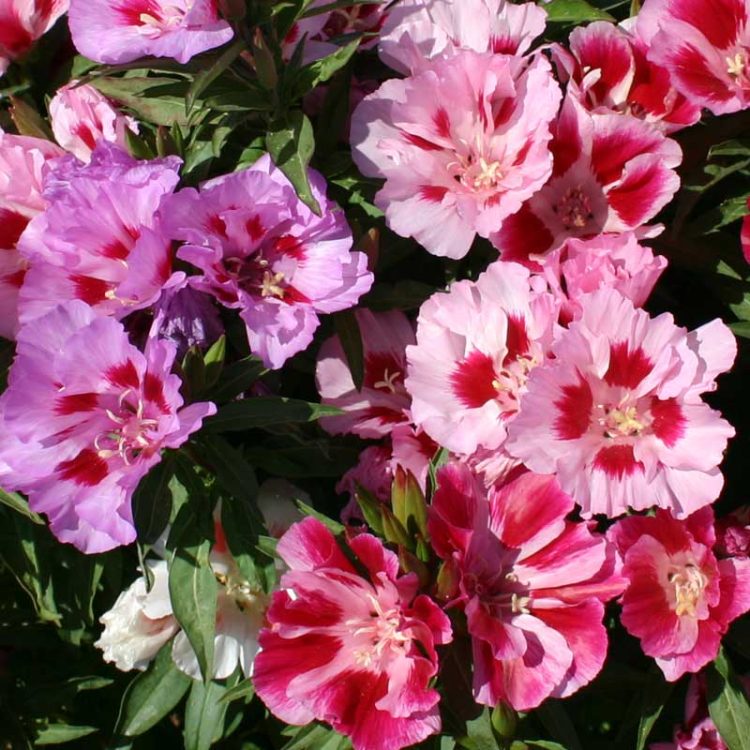 Seminte de flori Godetia Grandiflora Tall Double Mixed