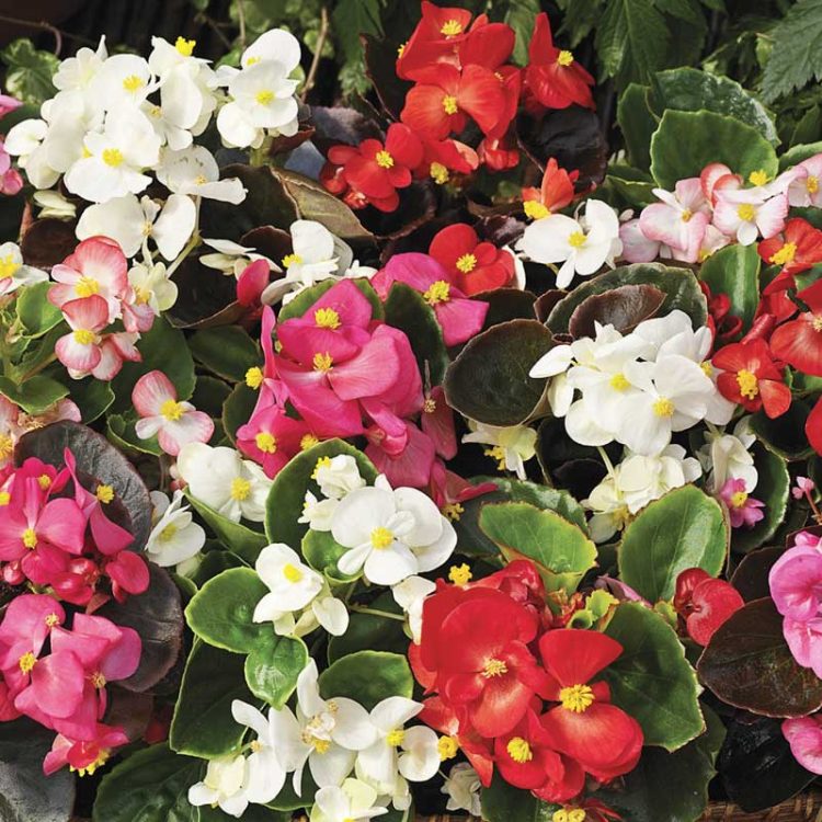 Seminte de flori Begonia Senator IQ Sprint Plus Mix