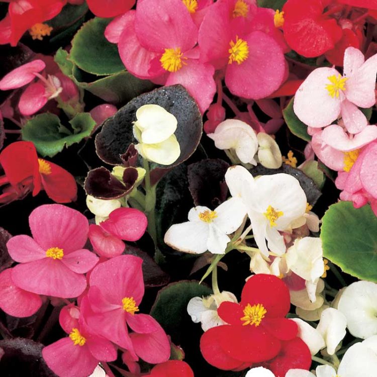 Seminte de flori Begonia Senator IQ Sprint Plus Mix