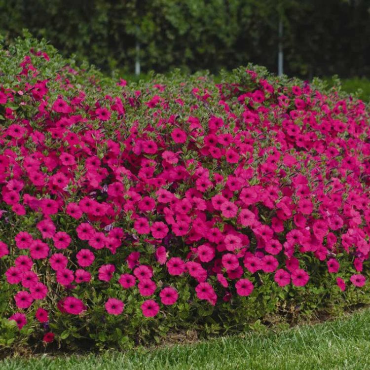 Seminte de flori de Petunia Tidal Wave F1 Purple
