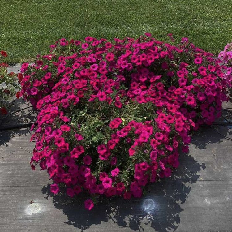 Seminte de Petunie Curgatoare Hibrida Petunia Tidal Wave F1 Purple