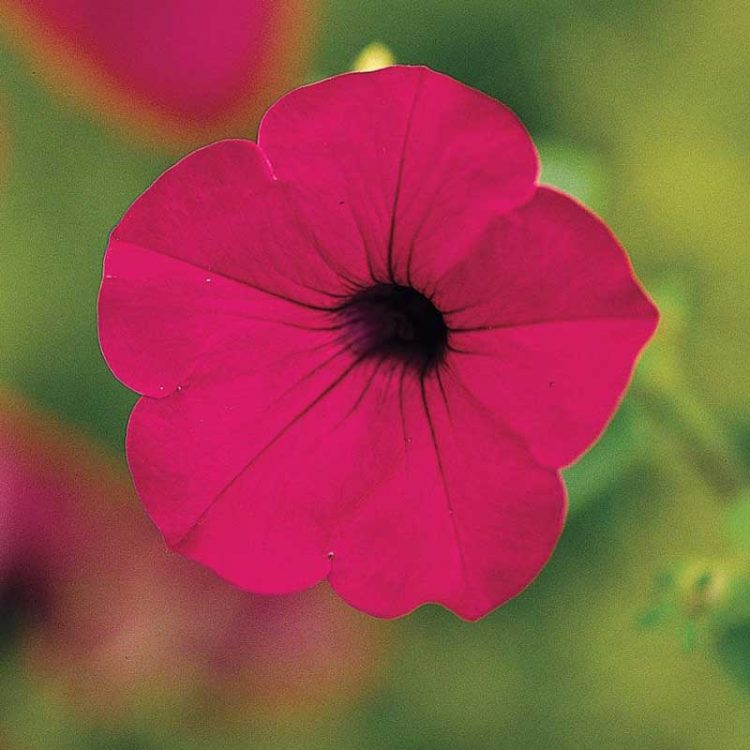 Seminte de flori de Petunia Tidal Wave F1 Purple