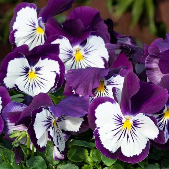Seminte de flori Viola Cats Plus F1 Purple&White
