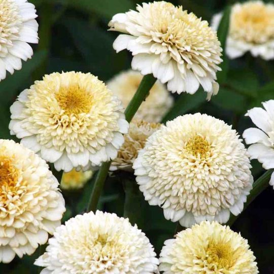Seminte de flori de Zinnia Zinderella White