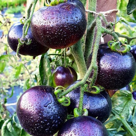 Seminte de legume Tomate Blue Cherry F1