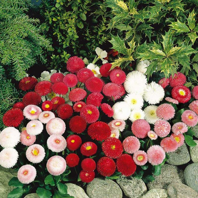 Seminte de flori Bellis Perennis Tasso Mix