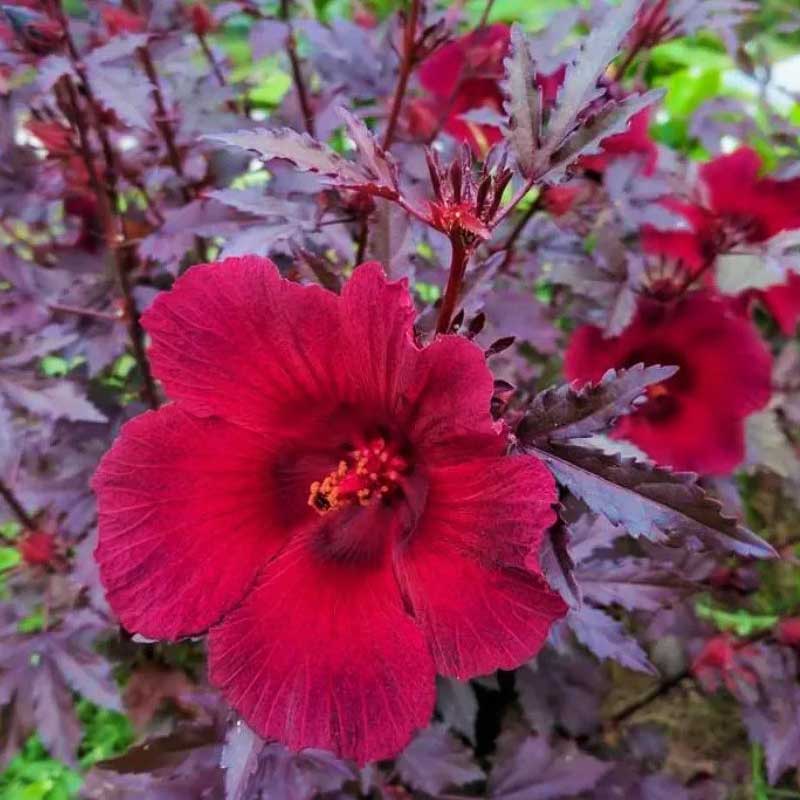 Seminte de Hibiscus Acetosella Mahogany Splendor