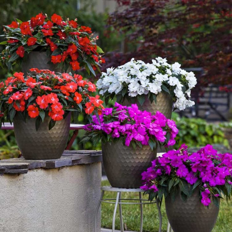 Seminte de flori Impatiens Lollipop F1 Mix