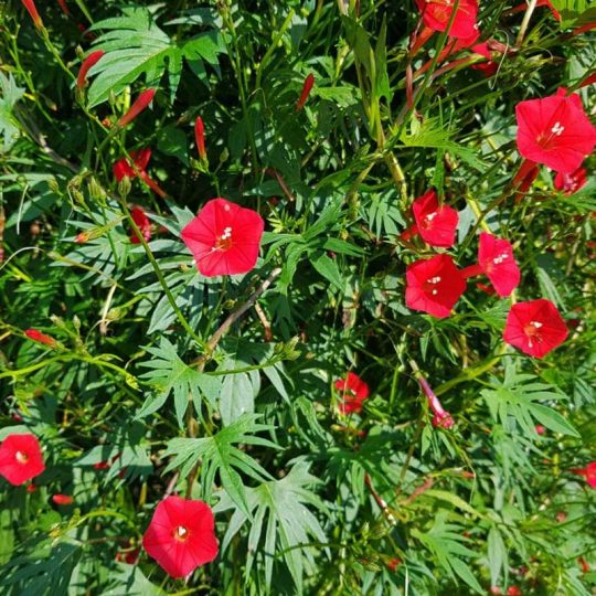 Seminte de flori Ipomoea Quamoclit Cardinalis Red