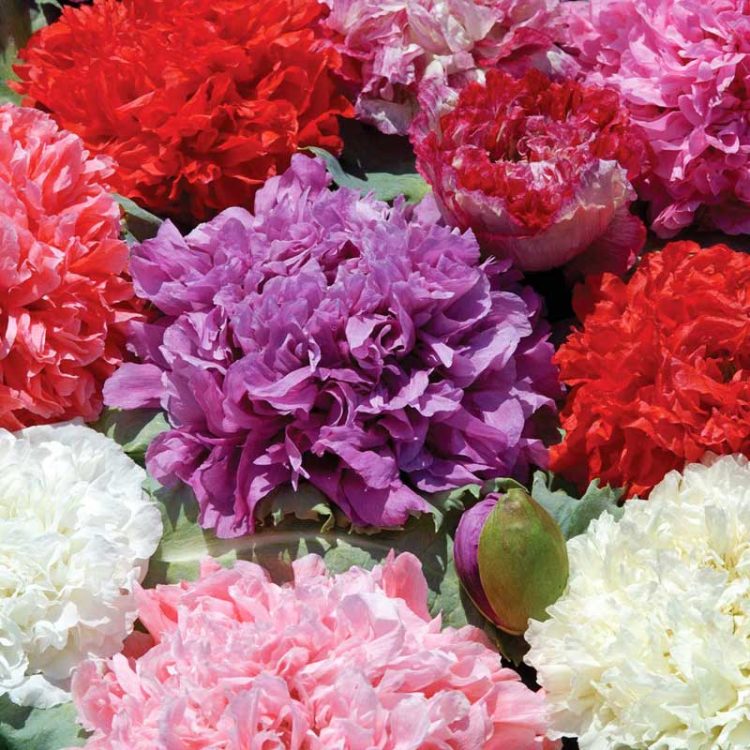 Seminte de flori Papaver Somniferum Double Mixed