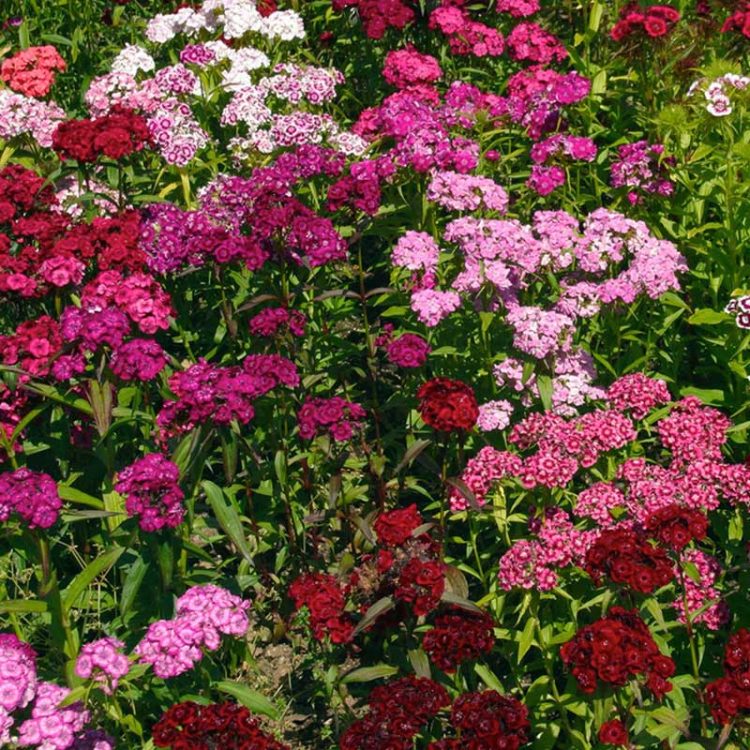 Seminte de flori Sweet William Single Flowered Mixed