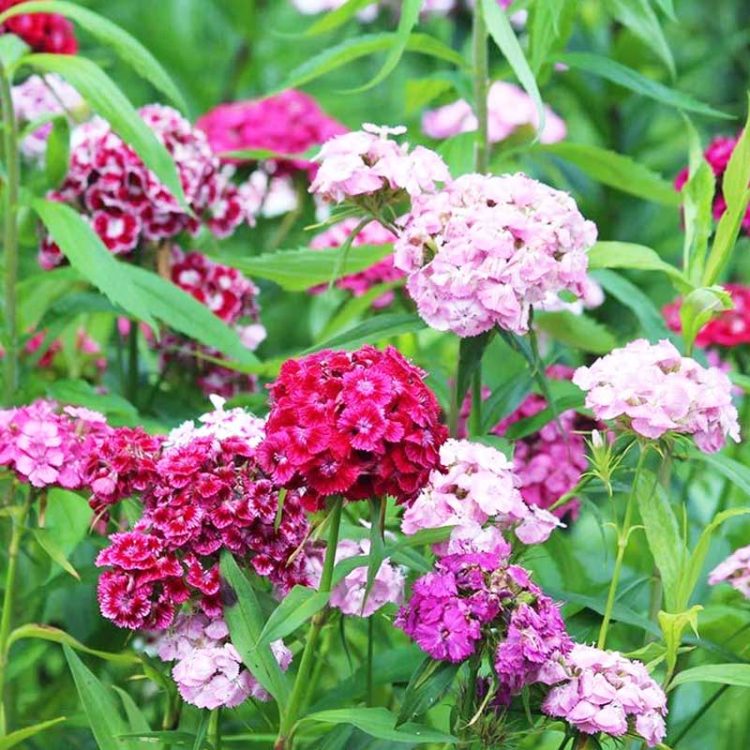 Seminte de flori Sweet William Single Flowered Mixed
